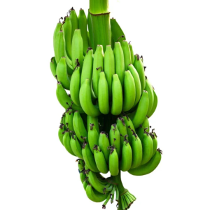 Cabeza de Plántanos (100 Unidades)