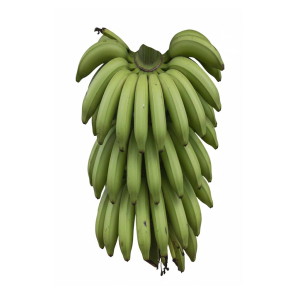 Cabeza de Plántanos (50 Unidades)